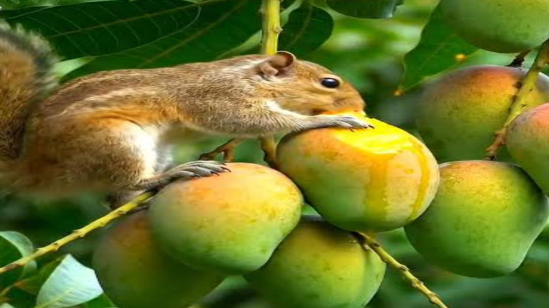 কাঠবিড়ালির উপদ্রবে বিপর্যস্ত গ্রাম: ফলজ গাছ হারানোর শঙ্কা, পুষ্টি ও অর্থনীতিতে ঝুঁকি