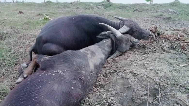আনোয়ারায় ফাঁস ও ছুরিকাঘাতে কৃষকের দুই মহিষ হত্যা, হতবাক এলাকাবাসী
